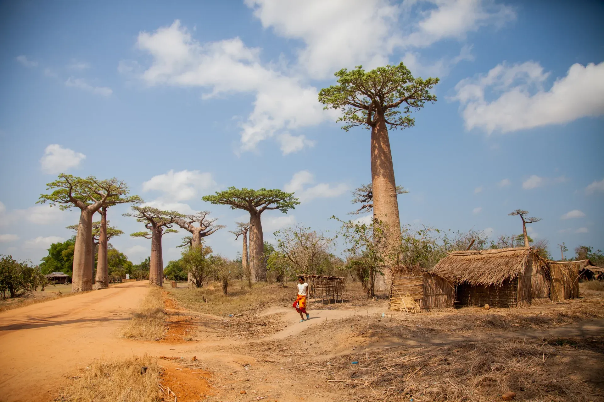 Антананариву – Андасибе – Анцирабе – Амбуситра – Ранумафана – Фианаранцоа – Амбалавау – Анья – Исалу – Тулеар – Ифати – Антананариву
