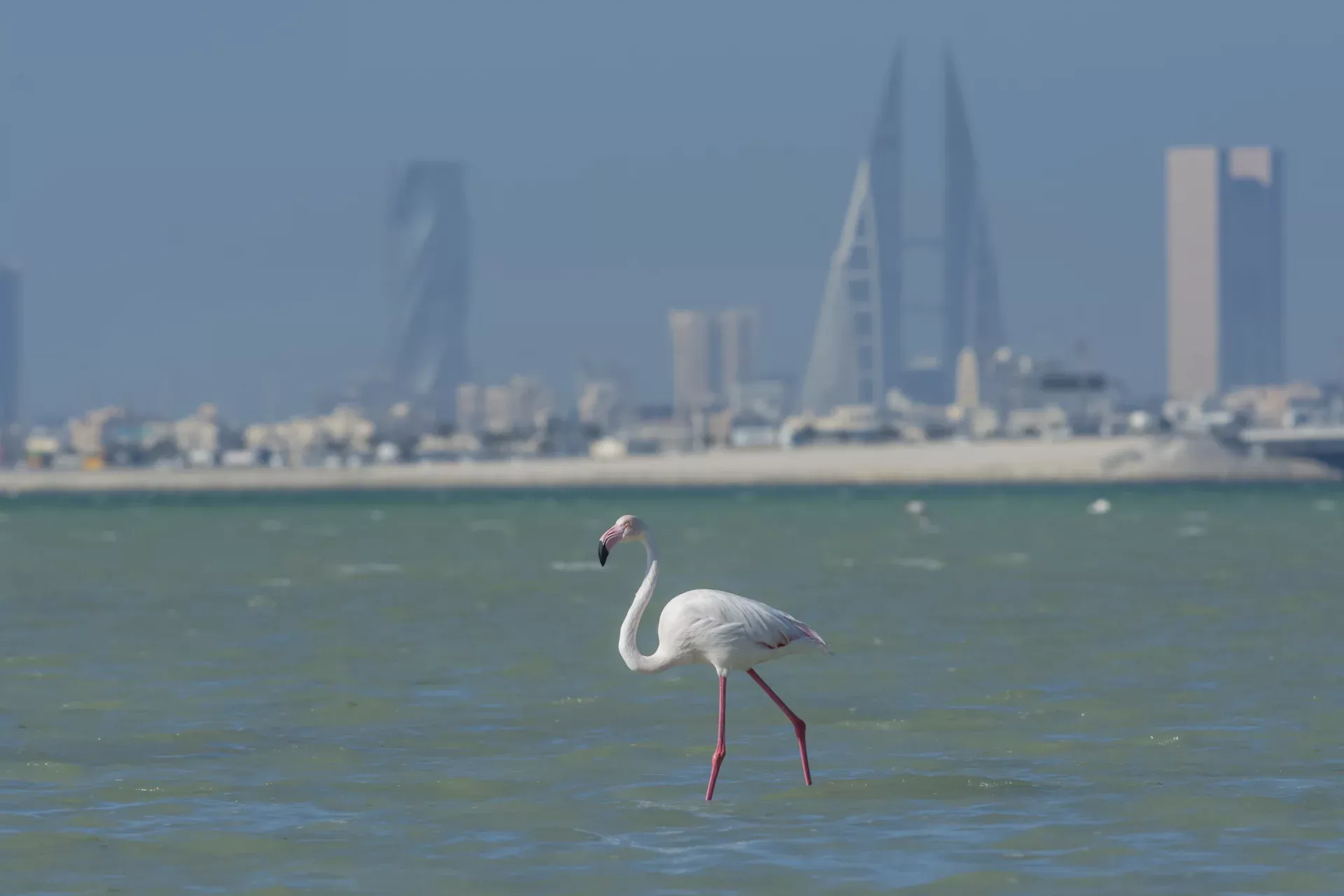Туры в Бахрейн в мае из Калининграда через Москву