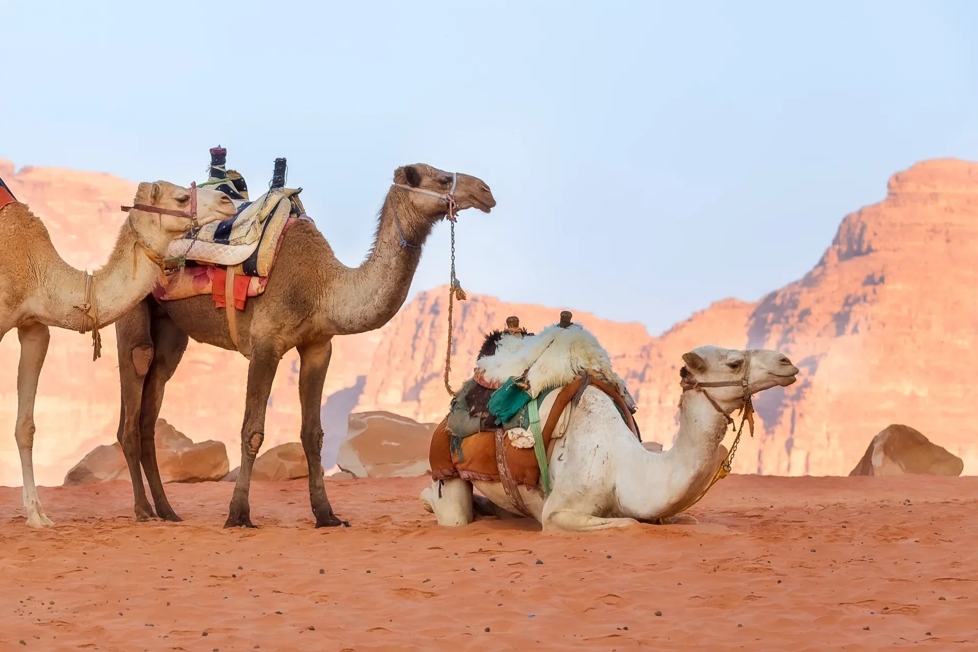 Майские праздники в Иордании! Вот это цены!