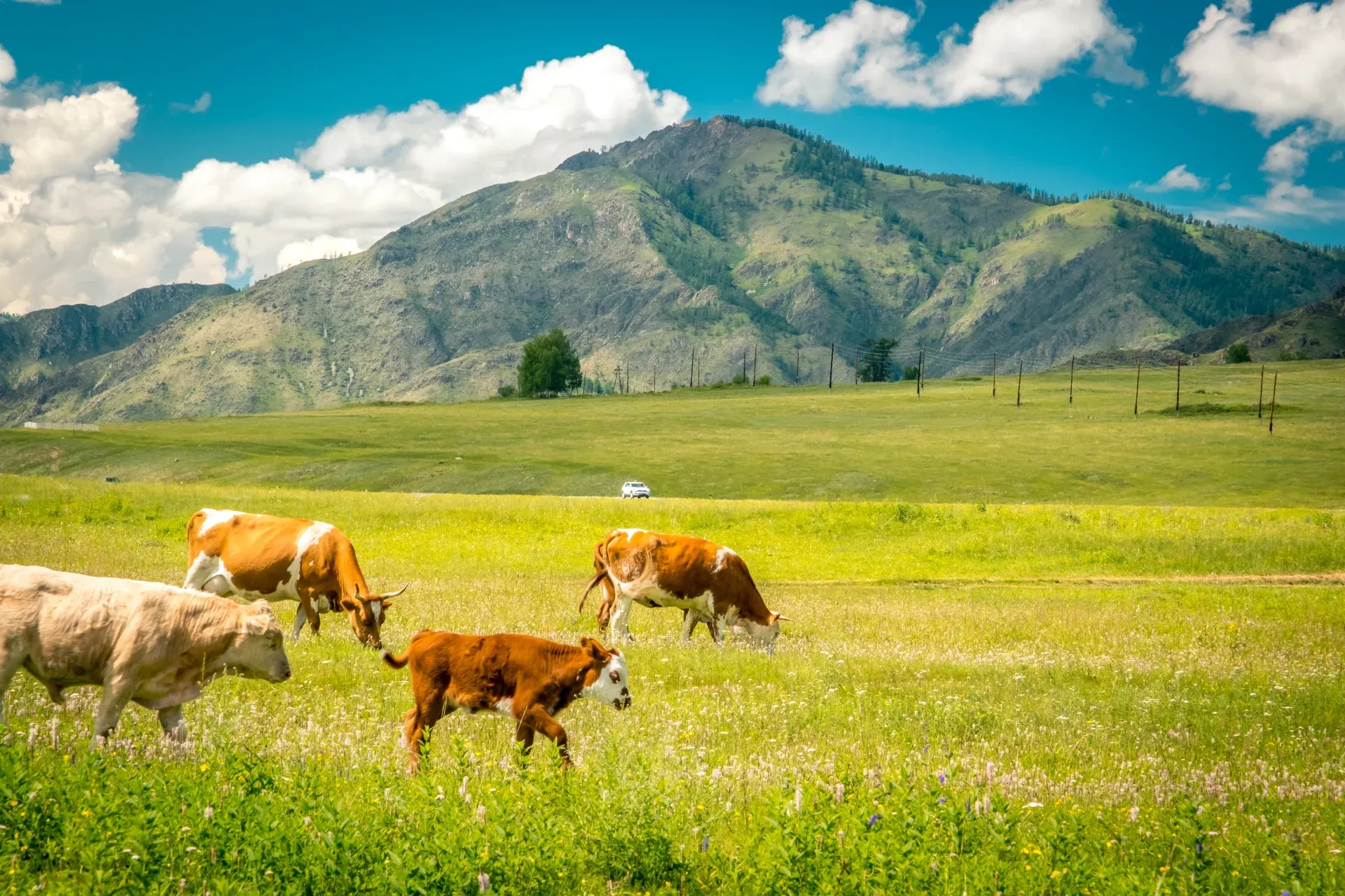 Республика Алтай: Акташ, Горно-Алтайск, Топучая, Хабаровка, Чемал