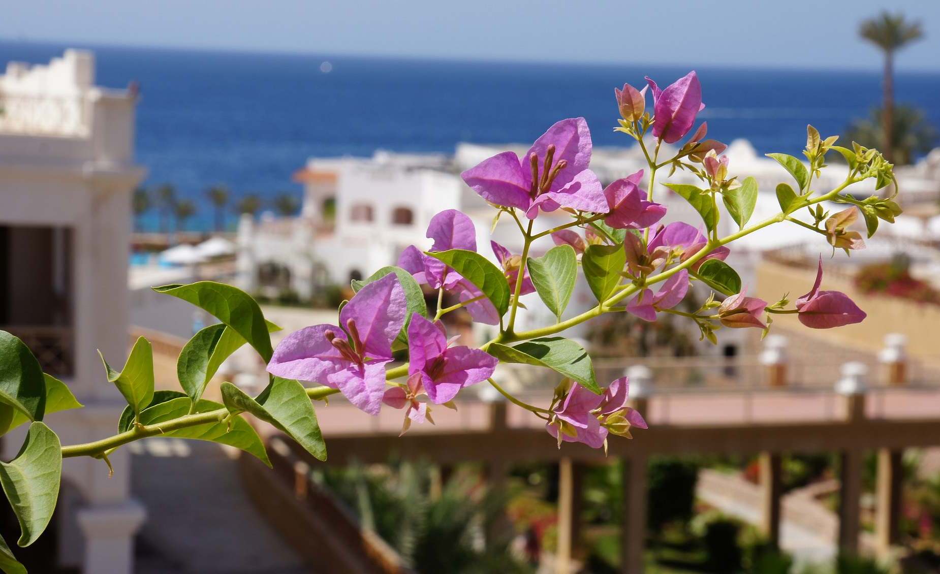 фото Хургада из Калининграда! Релаксируем в мае под солнцем и пальмами! Тур на 8 дней!