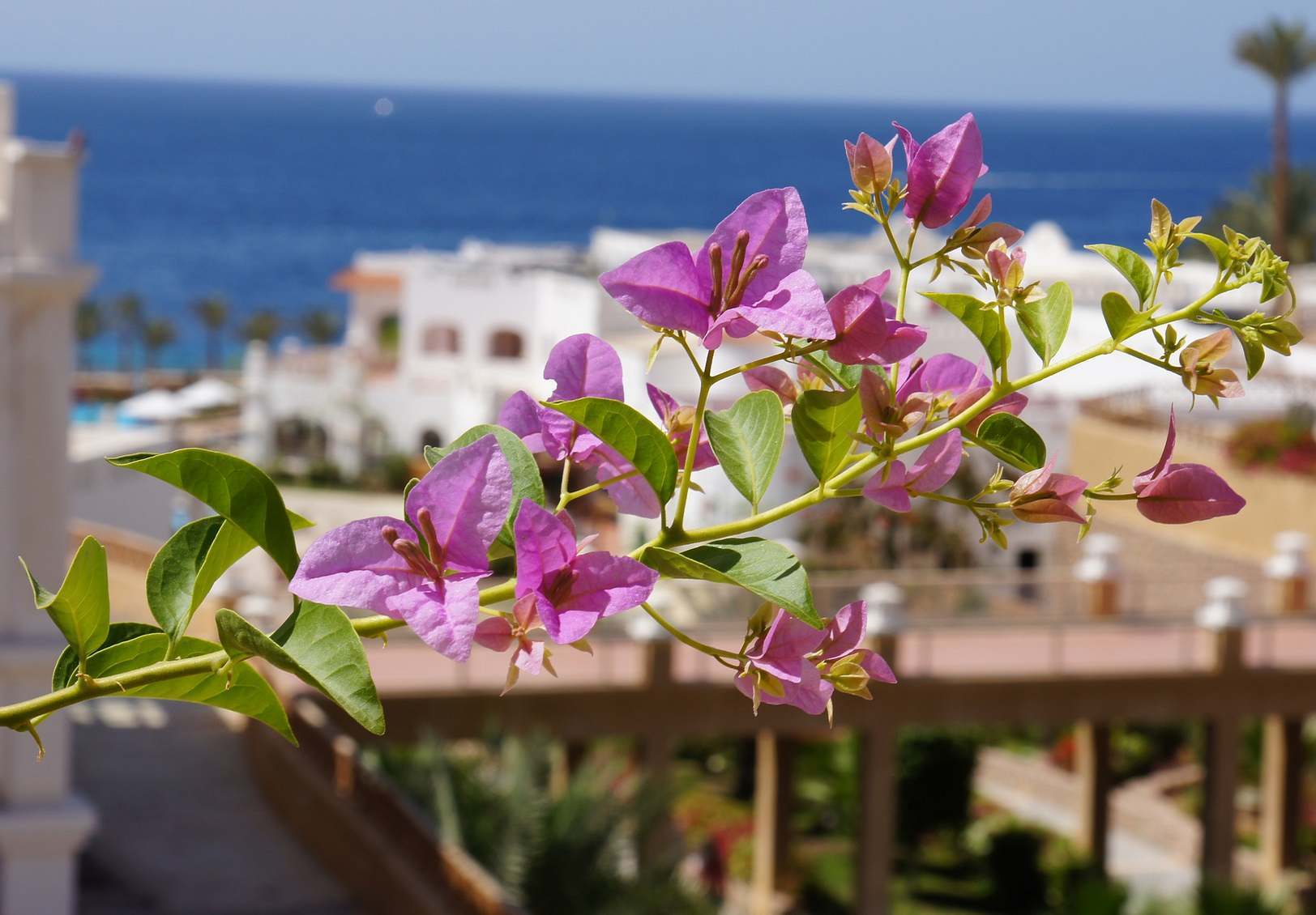 фотографии Хургада из Калининграда! Релаксируем в мае под солнцем и пальмами! Тур на 8 дней! 