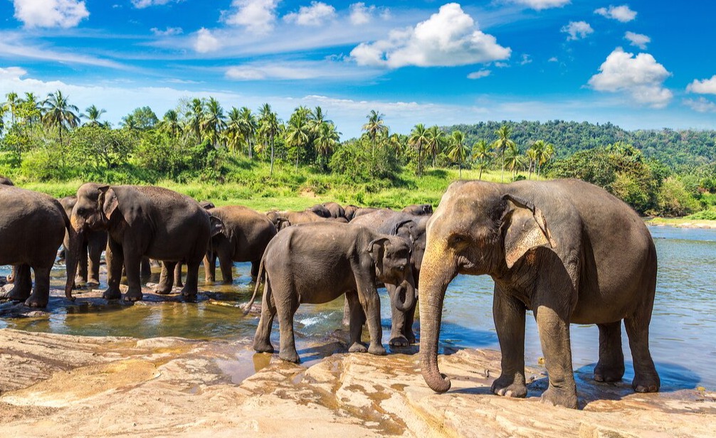 фото Самый экзотический остров мира - Шри-Ланка! 8 дней по очень жаркой цене!