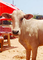 благодарность за отдых в Гоа)