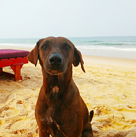 благодарность за отдых в Гоа)