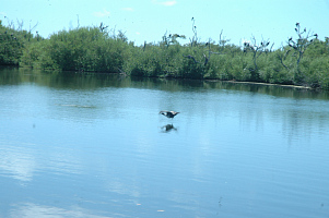 Канкун, отель Riu Cancun Caribe